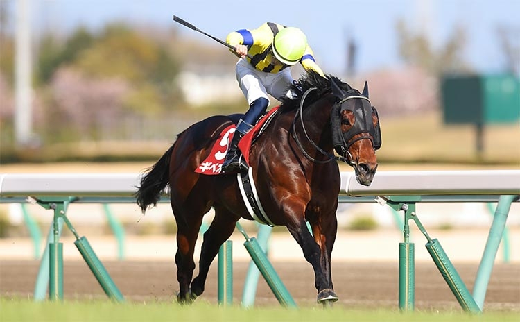 金鯱賞予想】過去10年のレース結果（1～3着馬）のデータ一覧/競馬予想