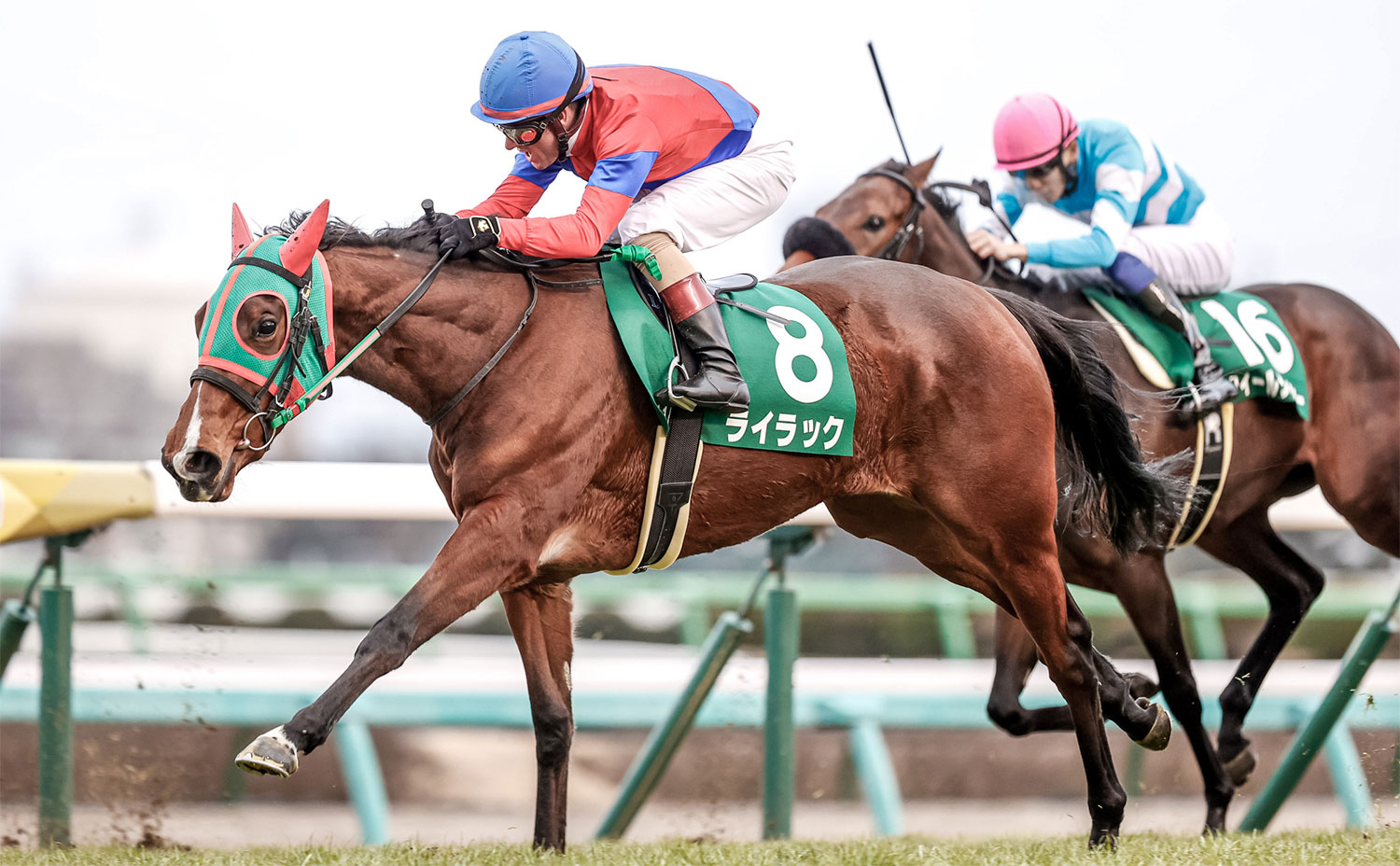 [Previsioni di Fairy S/dati degli ultimi 10 anni]What is the trend of raging grade horses?  / Horse Racing Forecast Data |  Horse racing summary-netkeiba.com