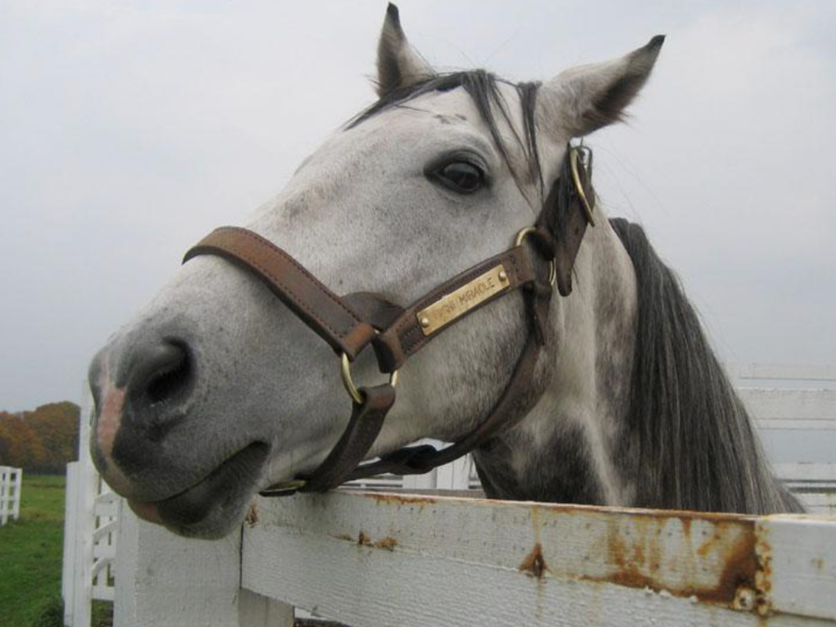 競走馬の主なクセ・行動の用語一覧 「アオる」「フケ」「斜行」「ヨレる」とは？ | 競馬用語まとめ