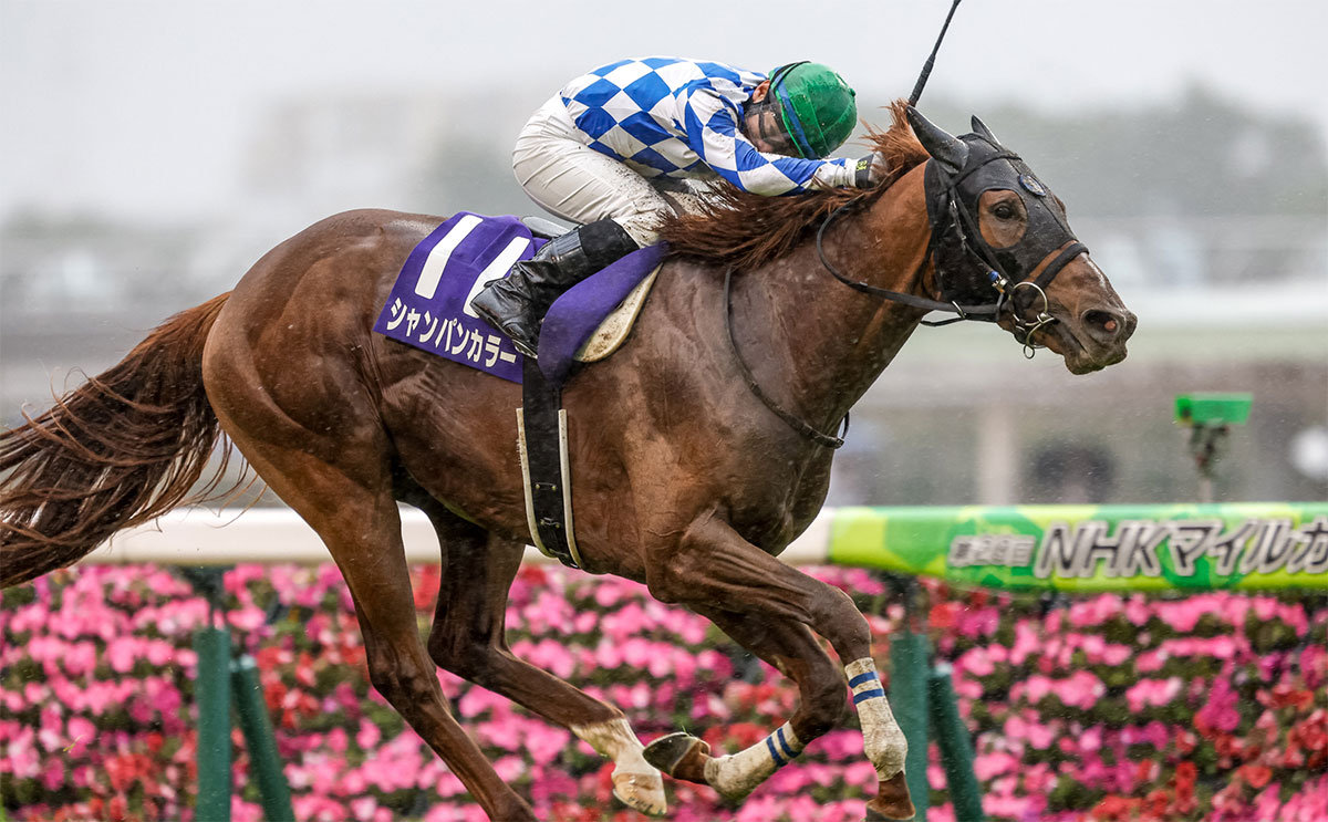 東京競馬場 第28回 ＮＨＫマイルカップ G1 マフラータオル 2023年 - その他