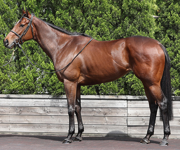 リバティアイランド12体、ドウデュース4体 天皇賞秋・調教後の馬体重】紅一点リバティアイランドは496キロ