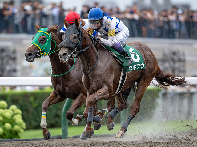 エルムステークス 結果情報】セキフウが北の大地で勝ち名乗りを上げる 