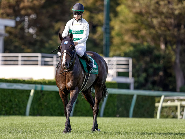 JRA 競馬 2023年京成杯優勝時レプリカゼッケン ソウルラッシュ 松山弘平 京成杯オータムハンデキャップ2023 結果情報】ソウルラッシュが秋の