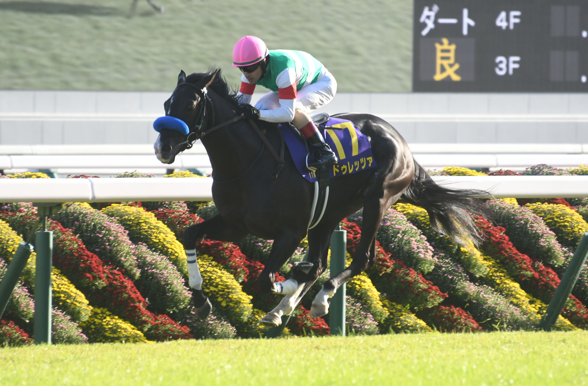 菊花賞2023結果】ドゥレッツァが破竹の5連勝でG1制覇 ルメール騎手の