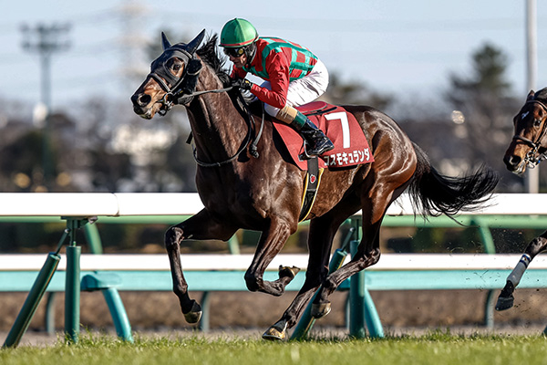 コスモバルク　弥生賞 セントライト記念】弥生賞覇者が始動 コスモキュランダ重賞2勝目なるか