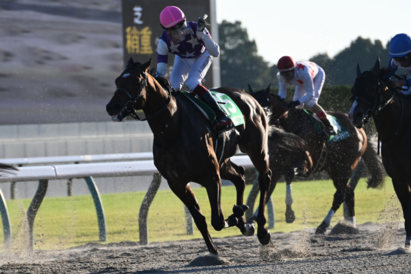【みやこステークス2024結果情報】サンライズジパングが好位から差し切りJRA重賞初勝利