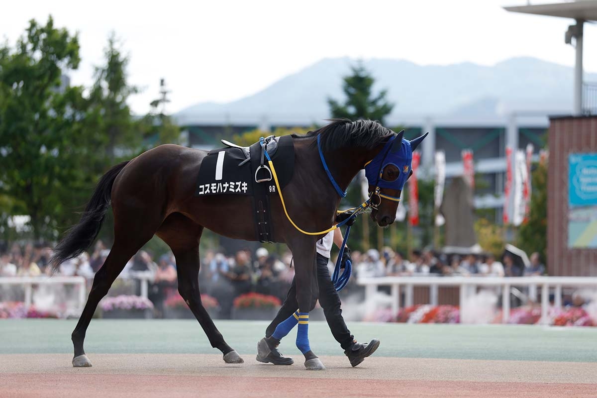 競馬 次 走